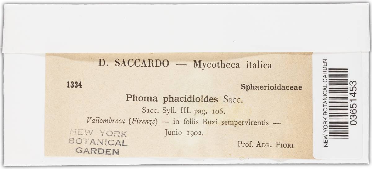 Phoma phacidioides image