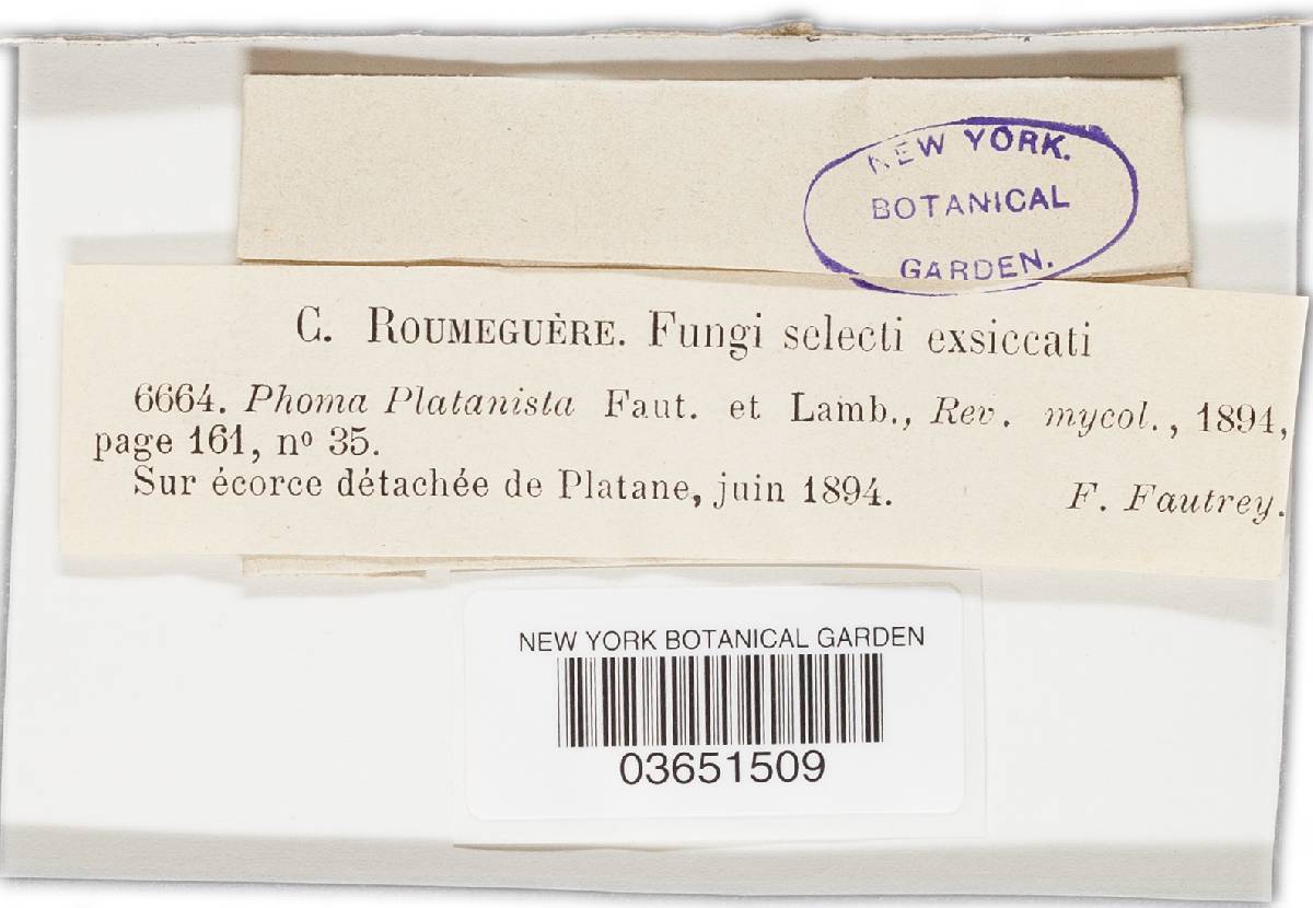 Phoma platanista image