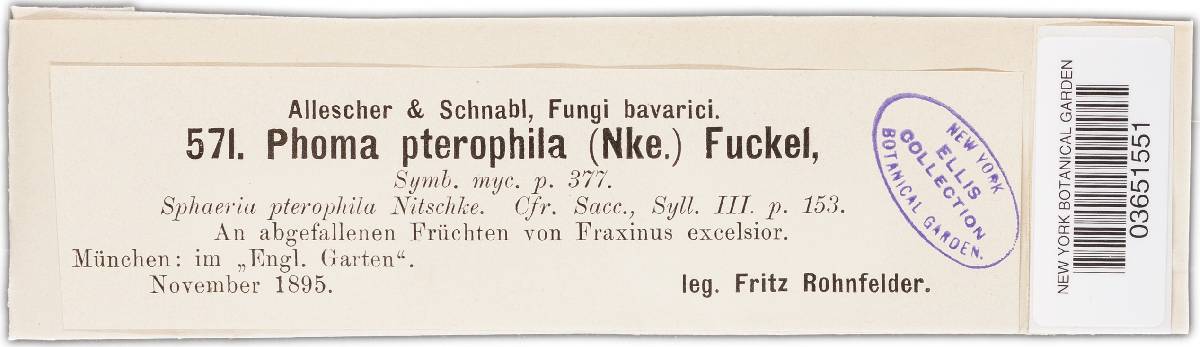 Diaporthe samaricola image