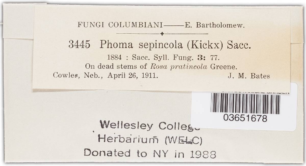 Phoma sepincola image