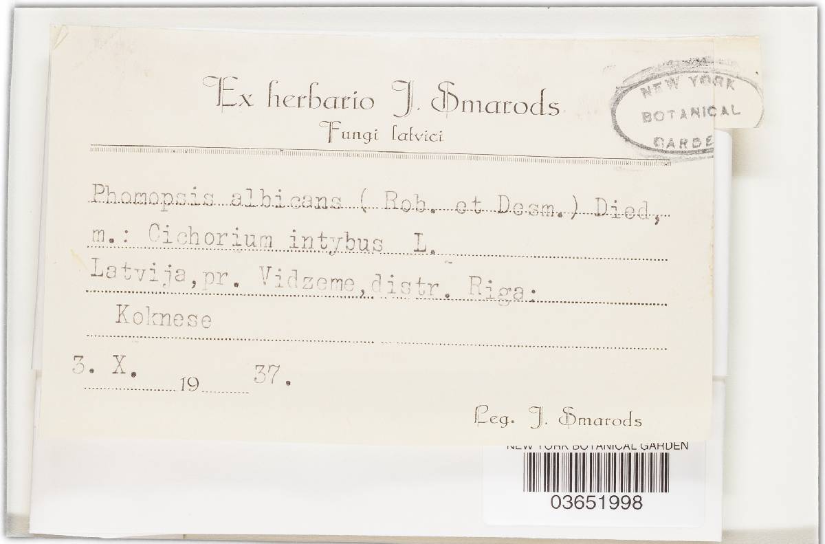 Phomopsis albicans image