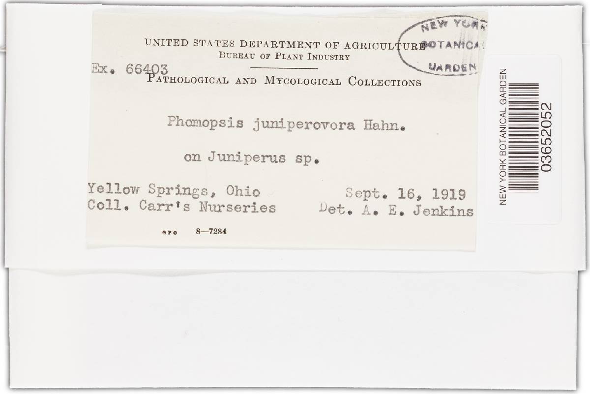 Phomopsis juniperovora image