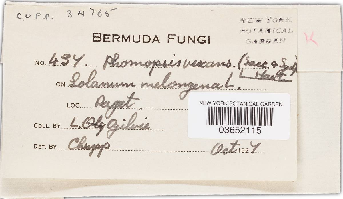 Phomopsis vexans image