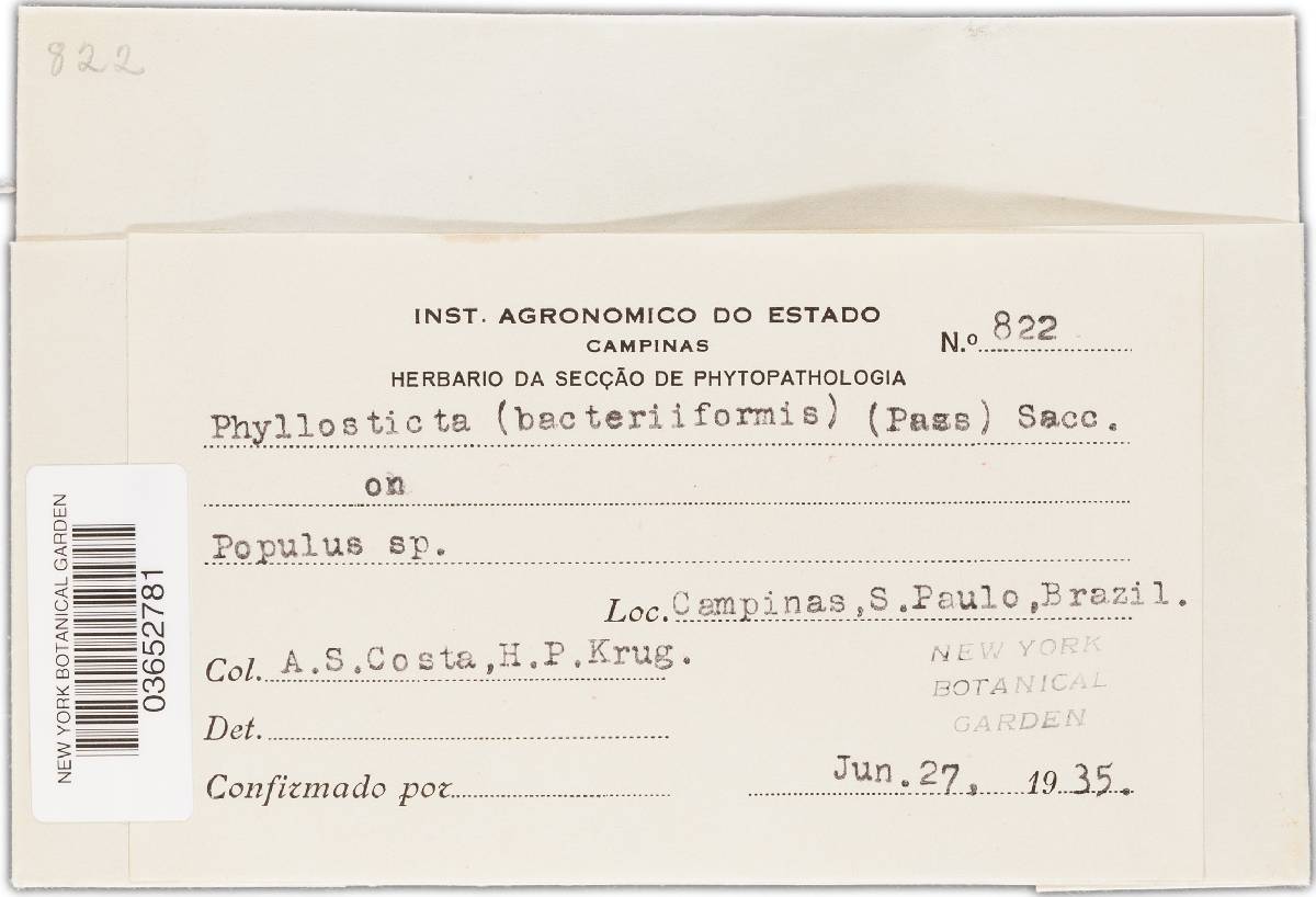 Phyllosticta bacteriiformis image