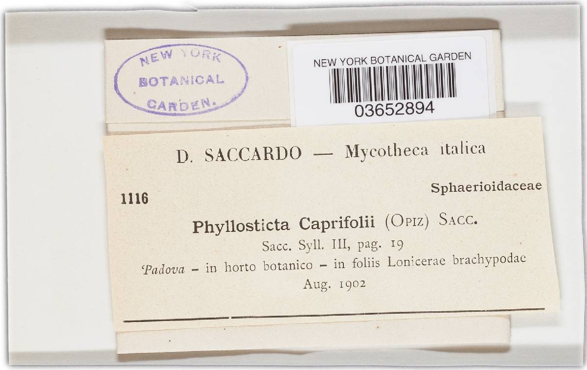 Phyllosticta caprifolii image