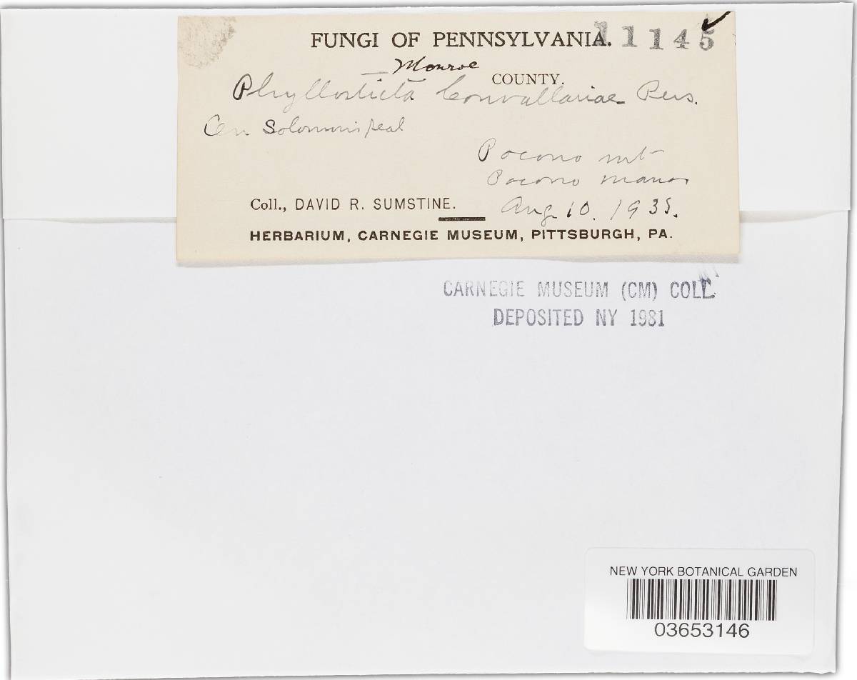 Phyllosticta convallariae image
