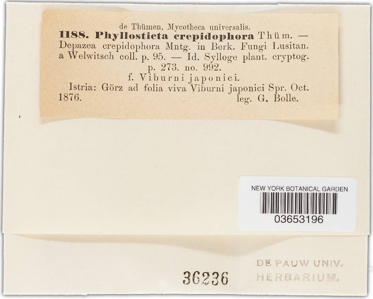 Phyllosticta crepidophora image