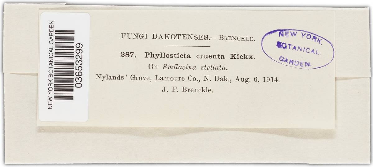 Phyllosticta cruenta image