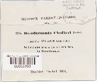 Hendersonia fiedleri image