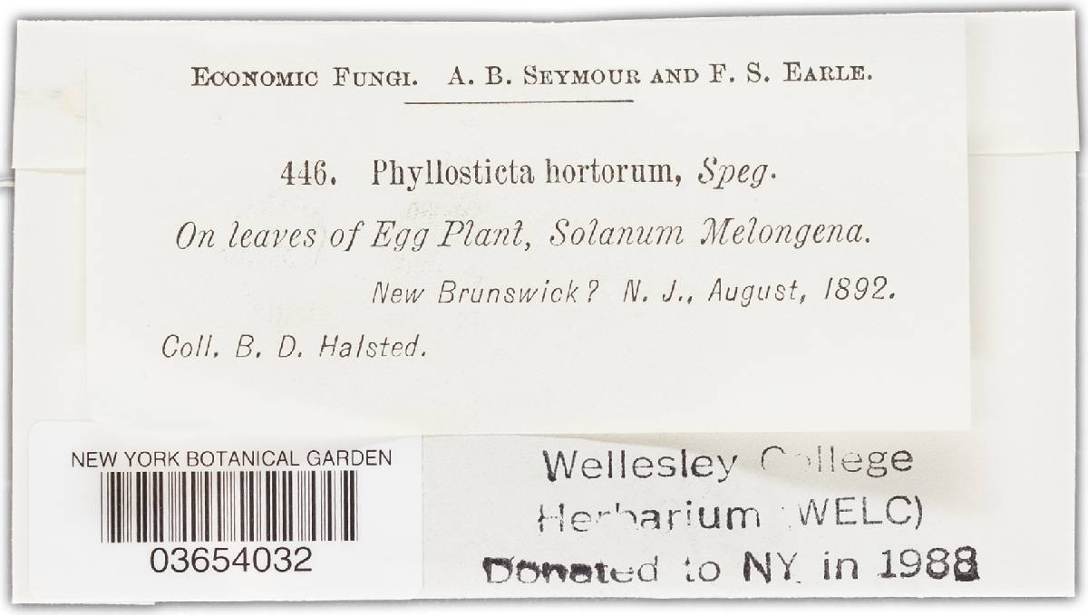Phomopsis vexans image