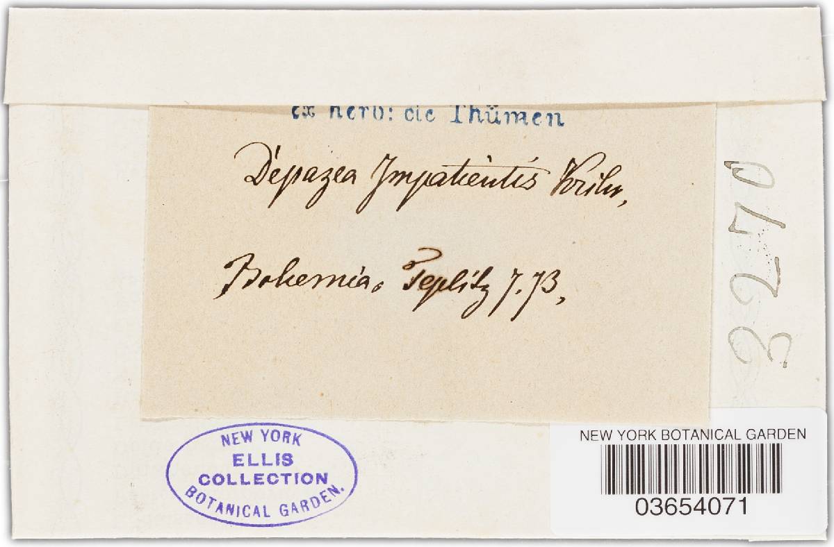 Phyllosticta impatientis image