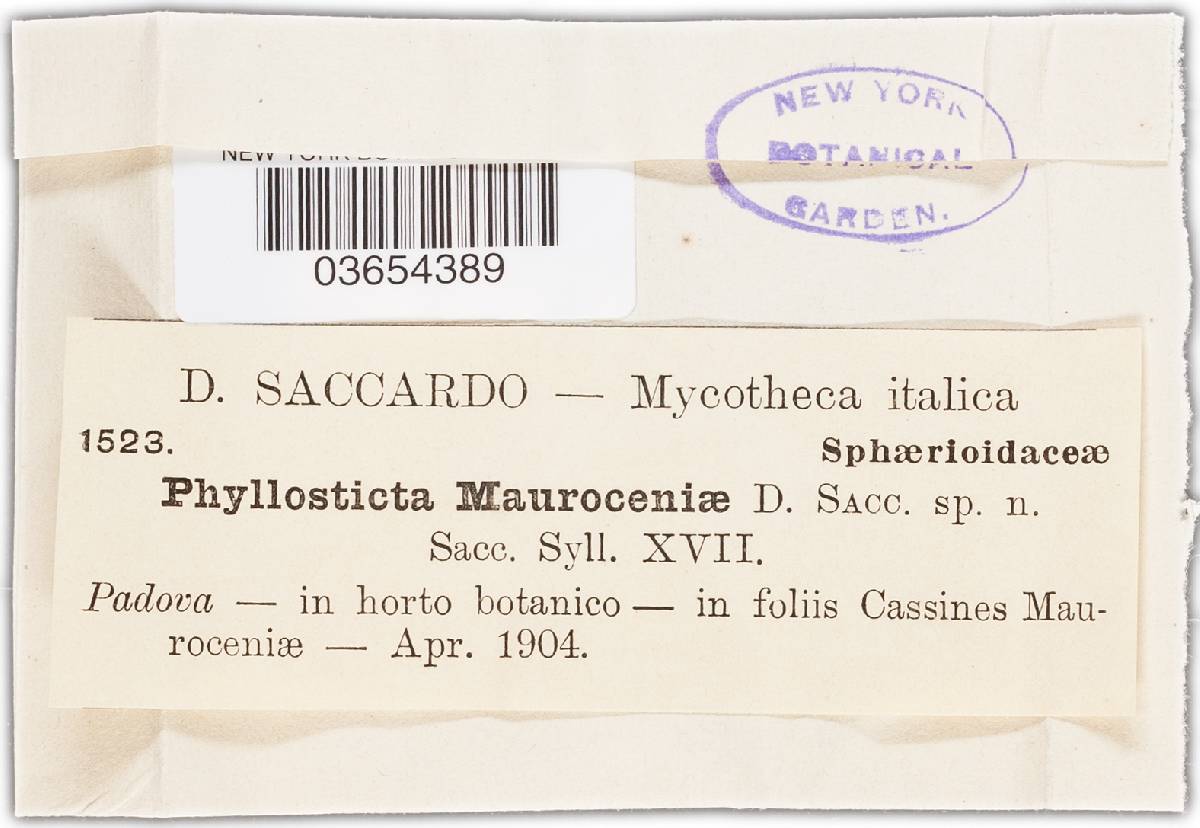 Phyllosticta mauroceniae image