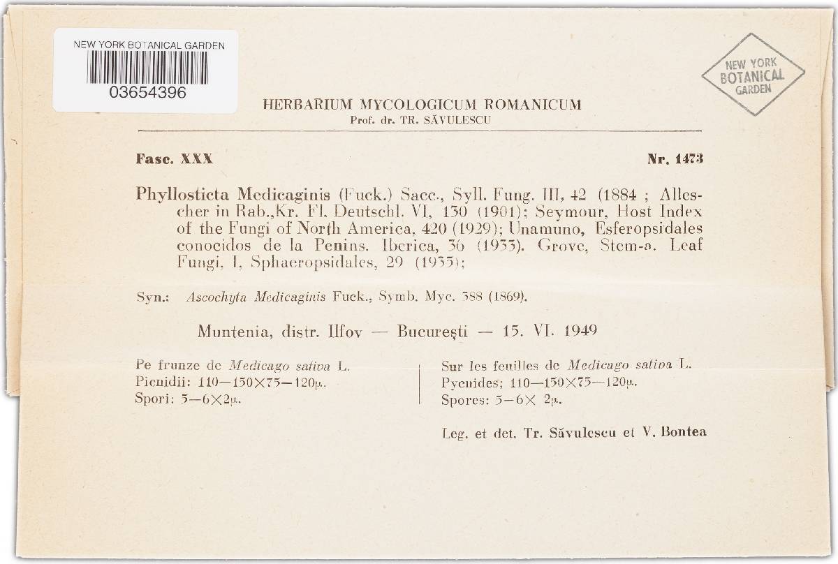 Phyllosticta medicaginis image