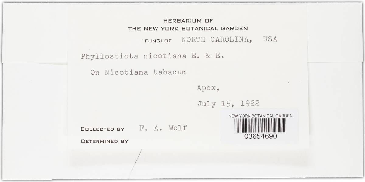 Phyllosticta nicotiana image