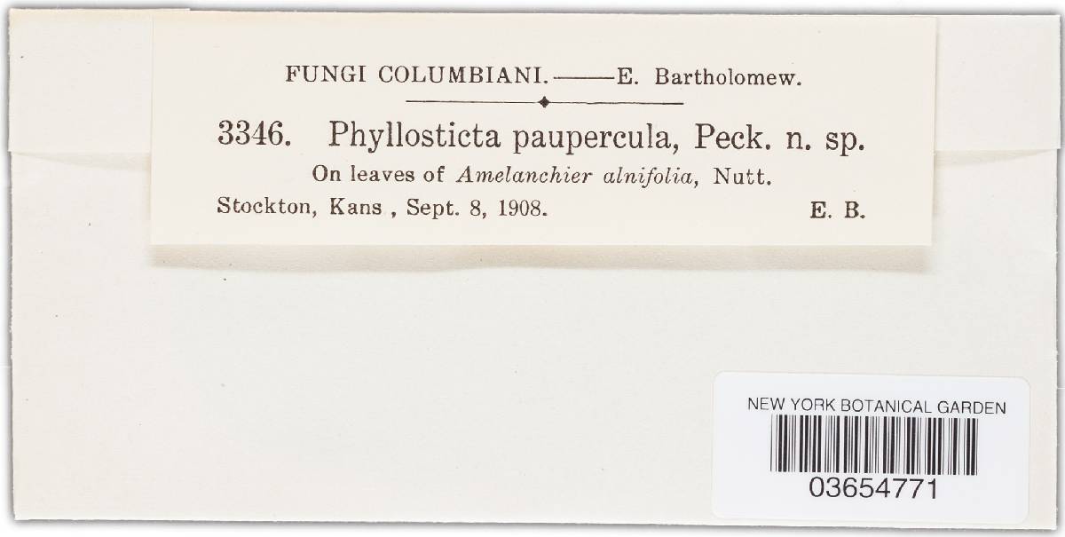 Phyllosticta paupercula image