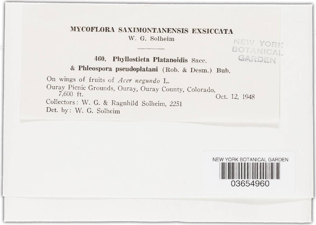 Asteromella platanoidis image