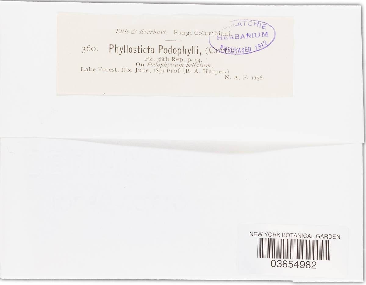 Phyllosticta podophylli image