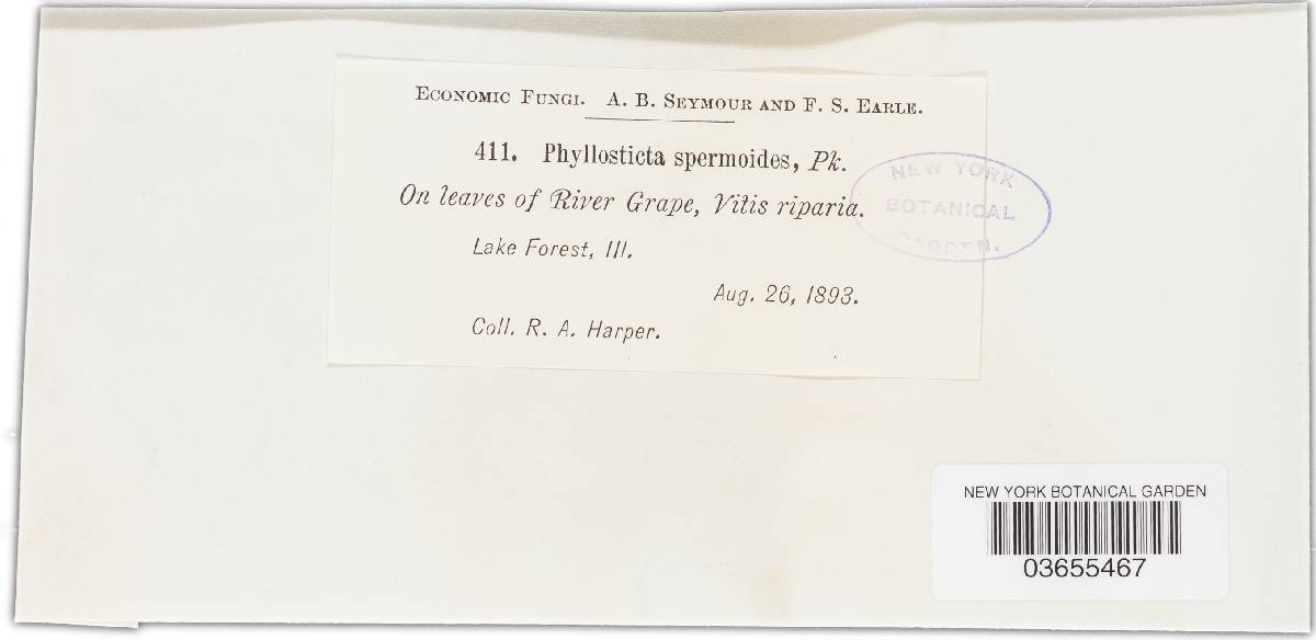 Phyllosticta spermoides image