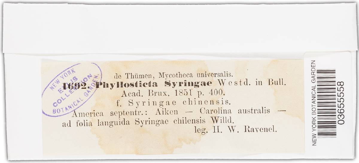 Phyllosticta syringae image