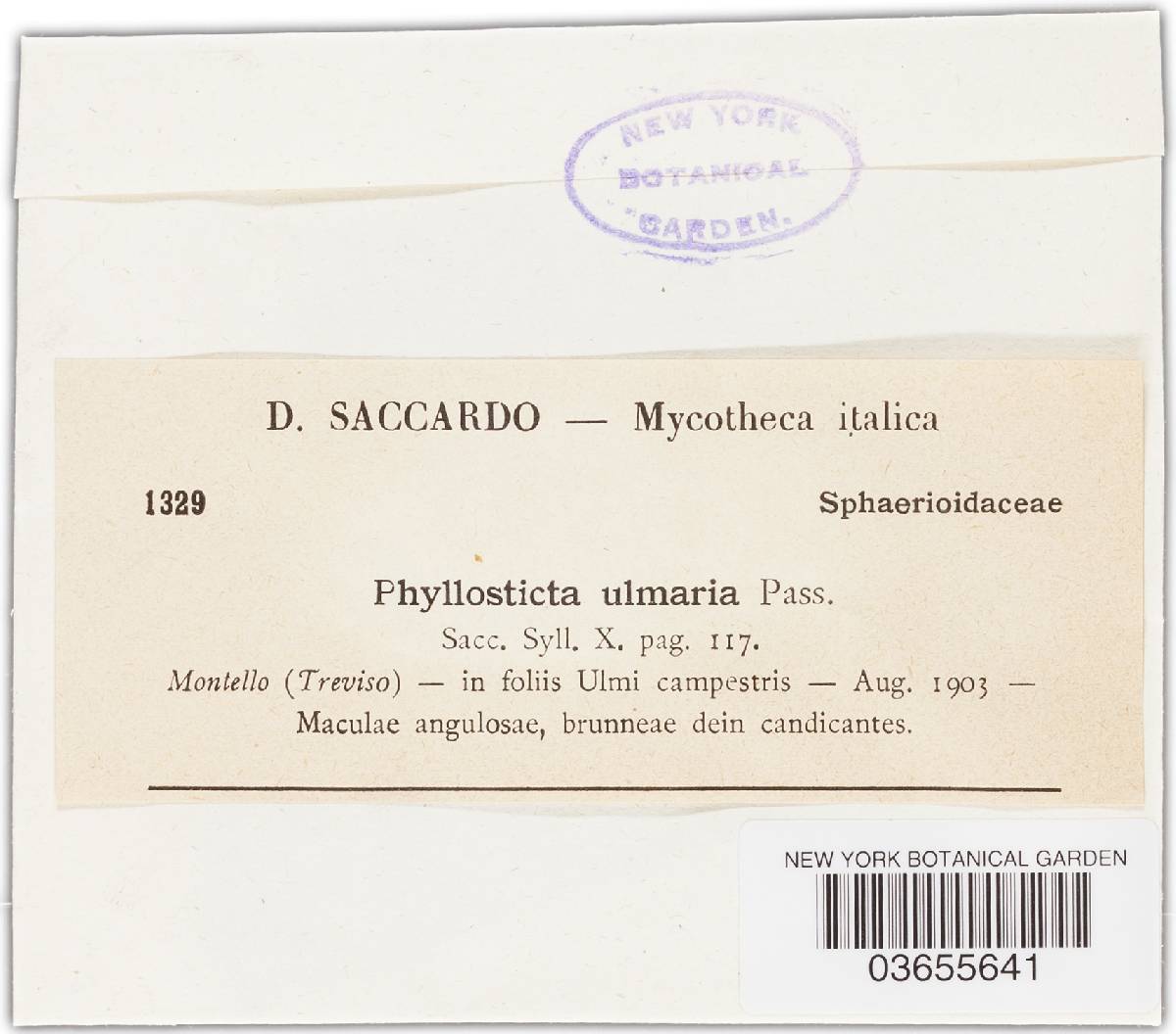 Phyllosticta ulmariae image