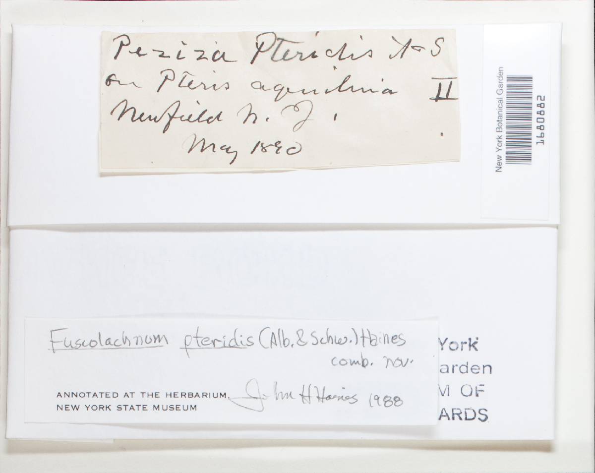 Fuscolachnum pteridis image