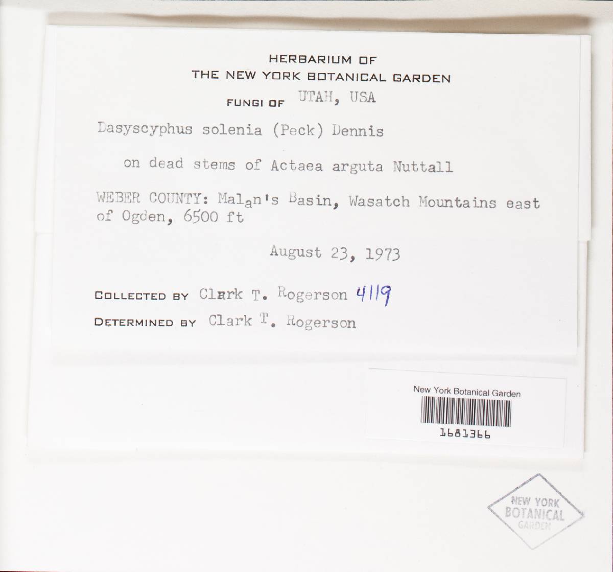 Solenopezia solenia image