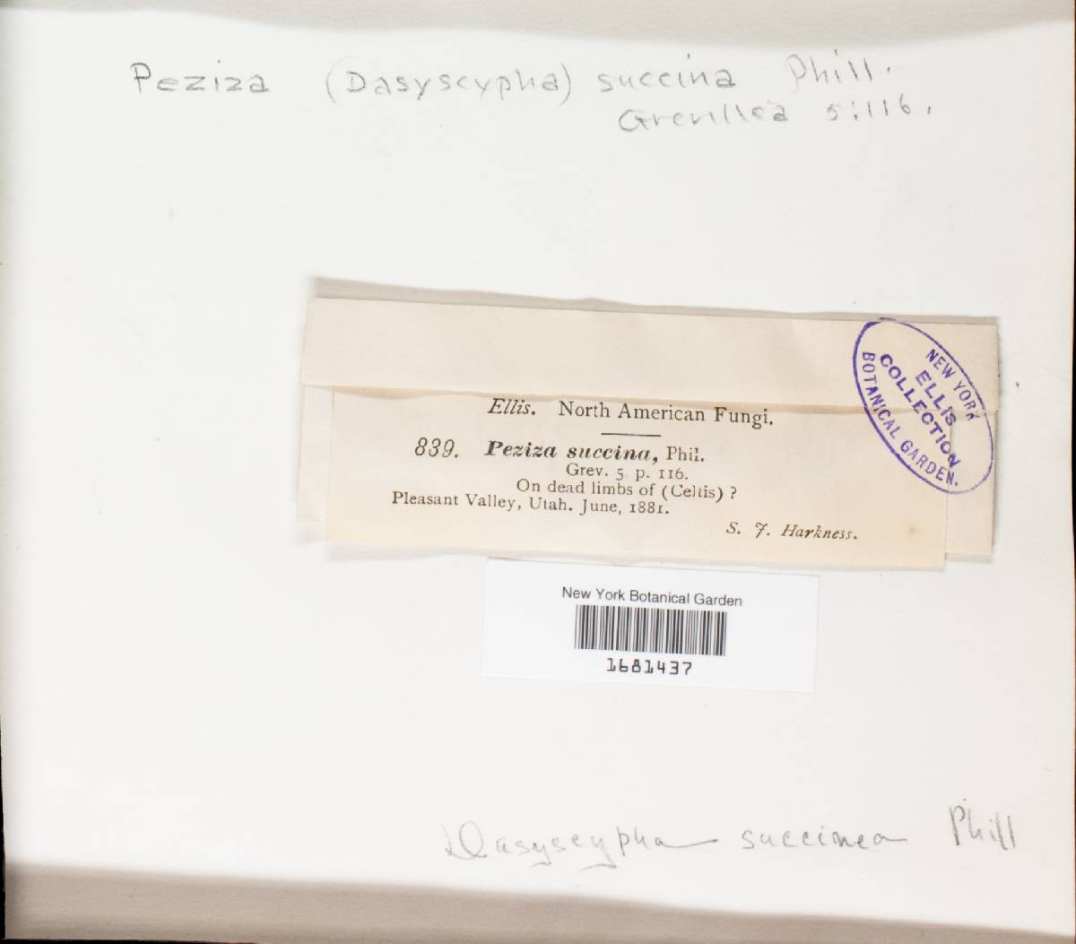 Perrotia succina image