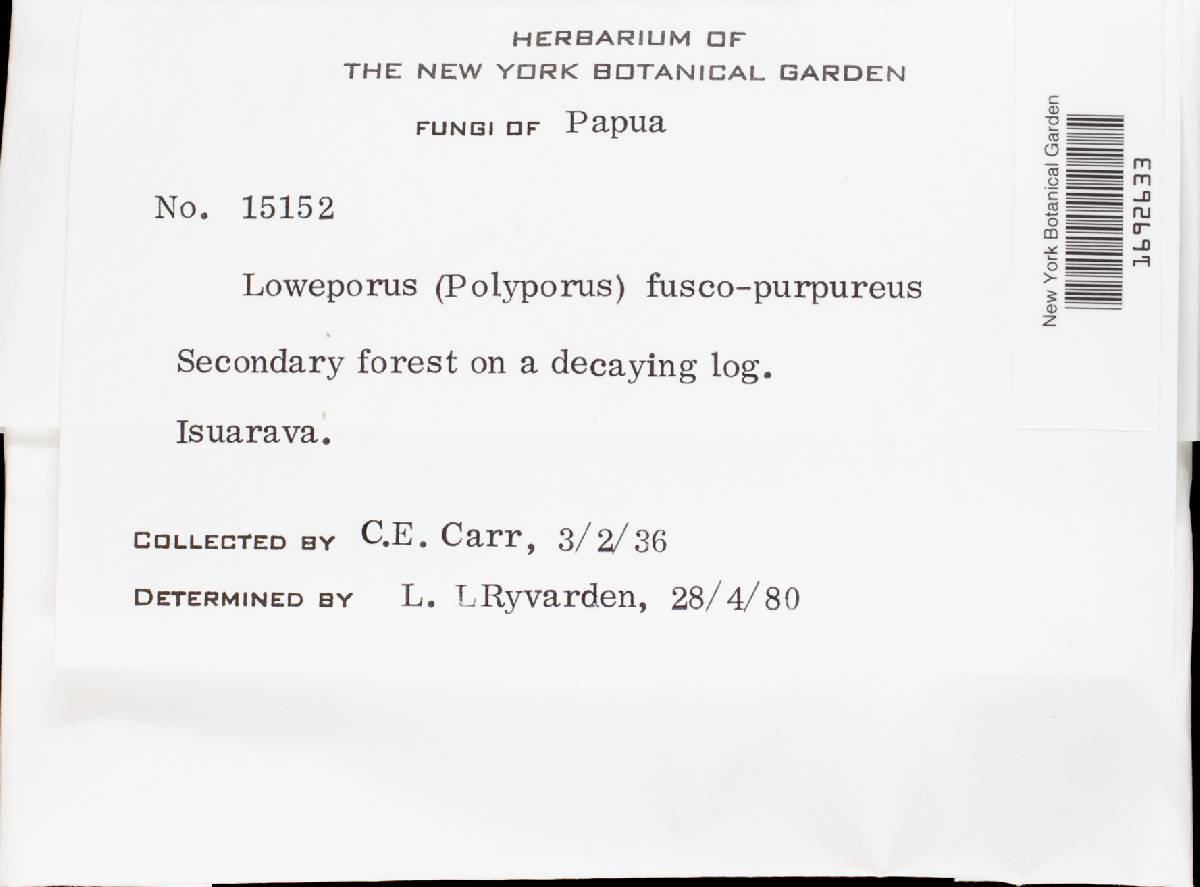 Abundisporus fuscopurpureus image