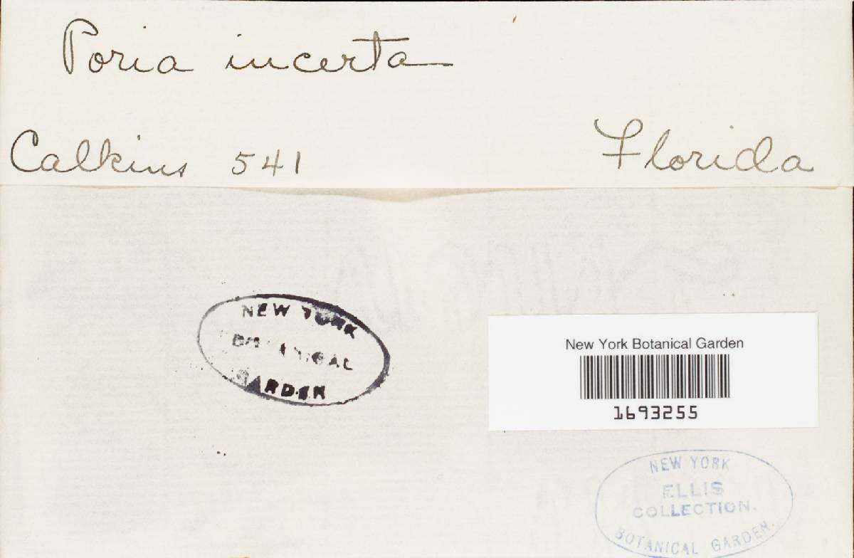 Antrodia sinuosa image
