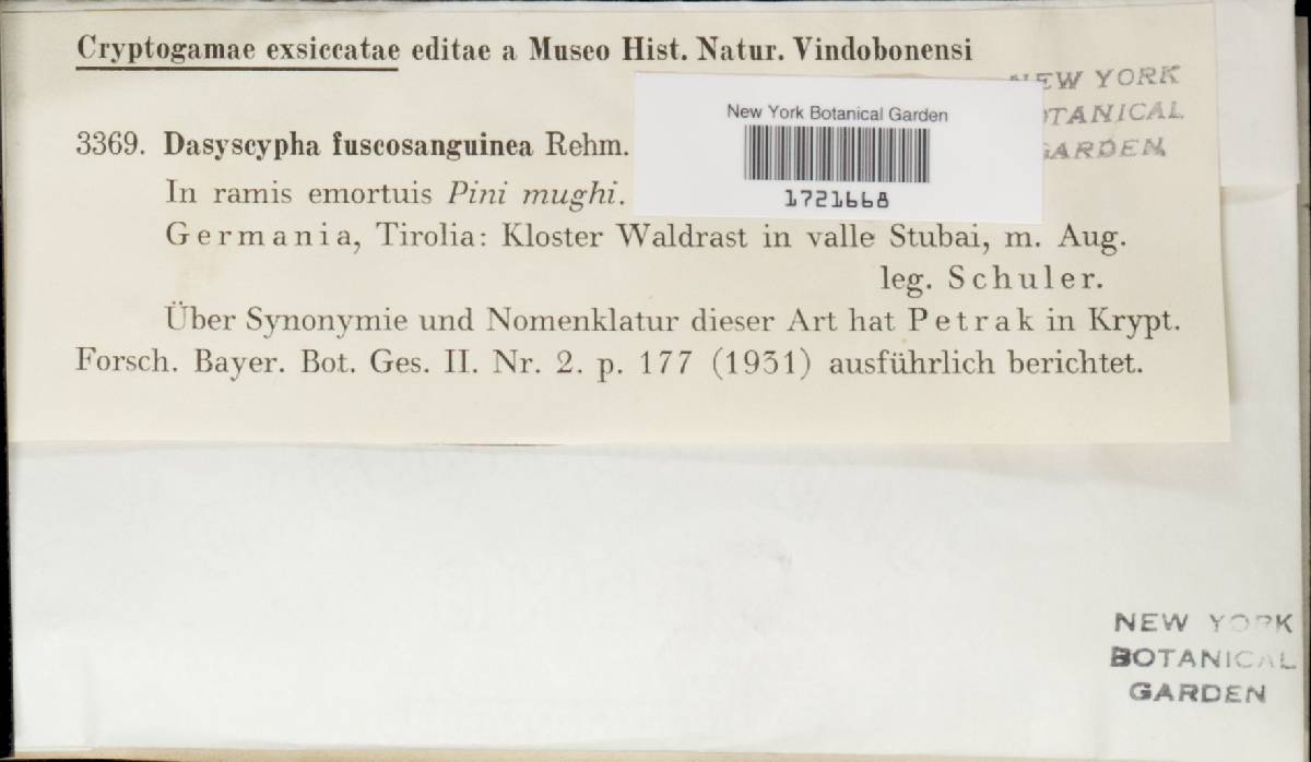 Lachnellula fuscosanguinea image