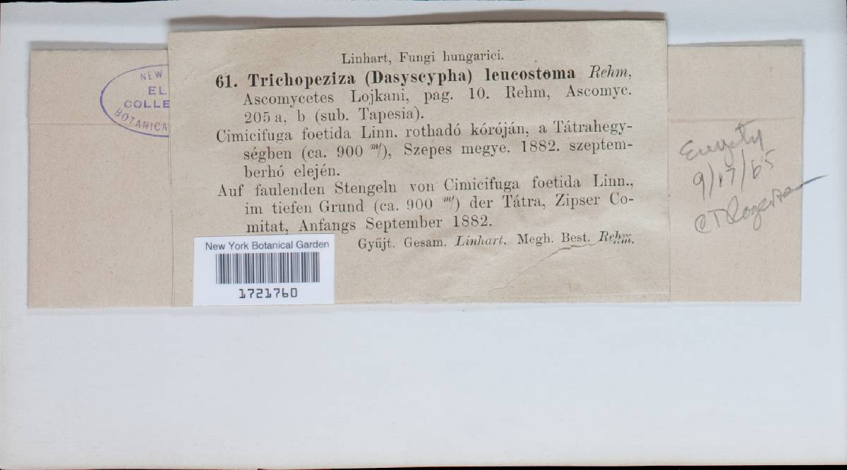 Solenopezia leucostoma image