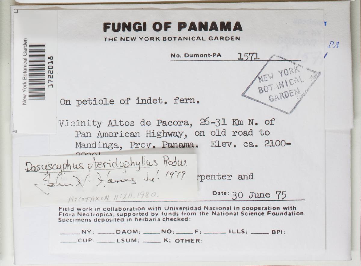 Lachnum pteridophyllum image