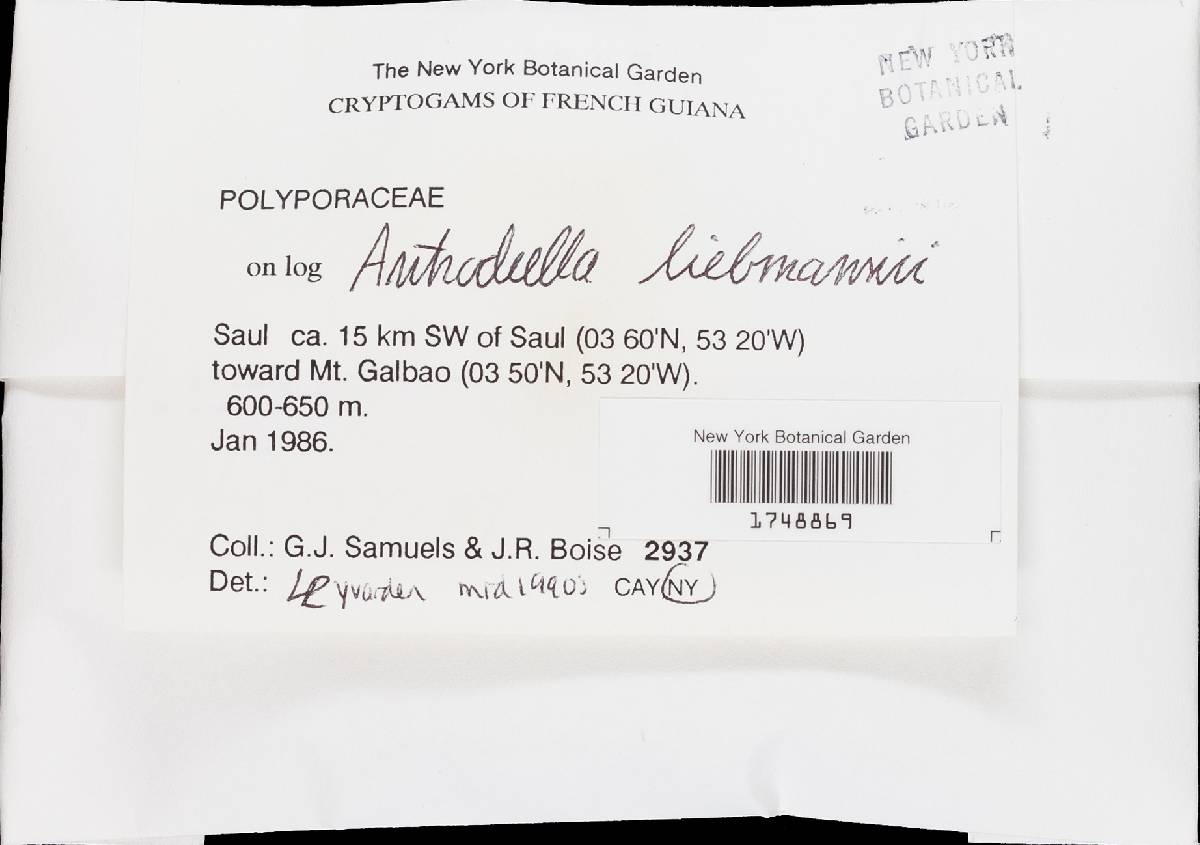 Flaviporus liebmannii image