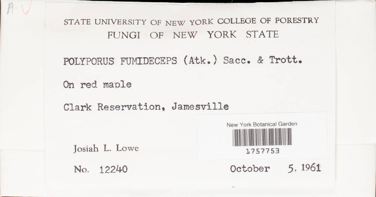 Tyromyces fumidiceps image
