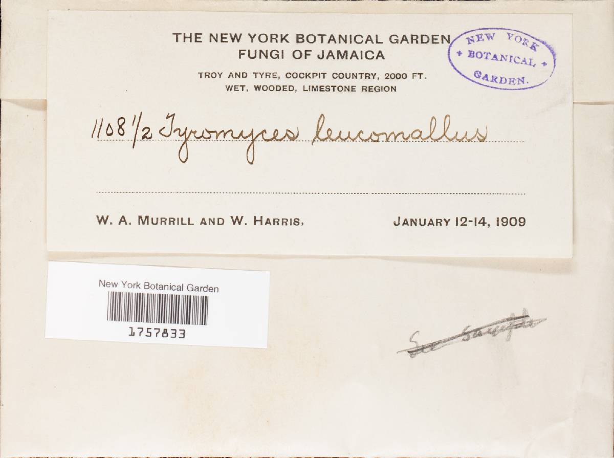 Tyromyces leucomallus image