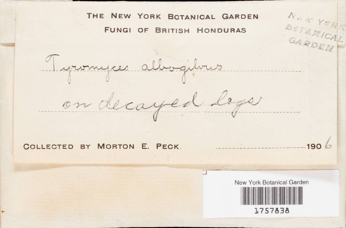 Tyromyces albogilvus image