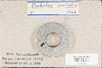 Cerrena unicolor image