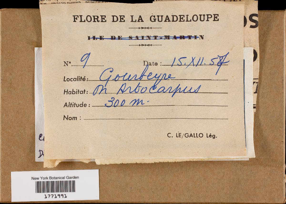Funalia polyzona image