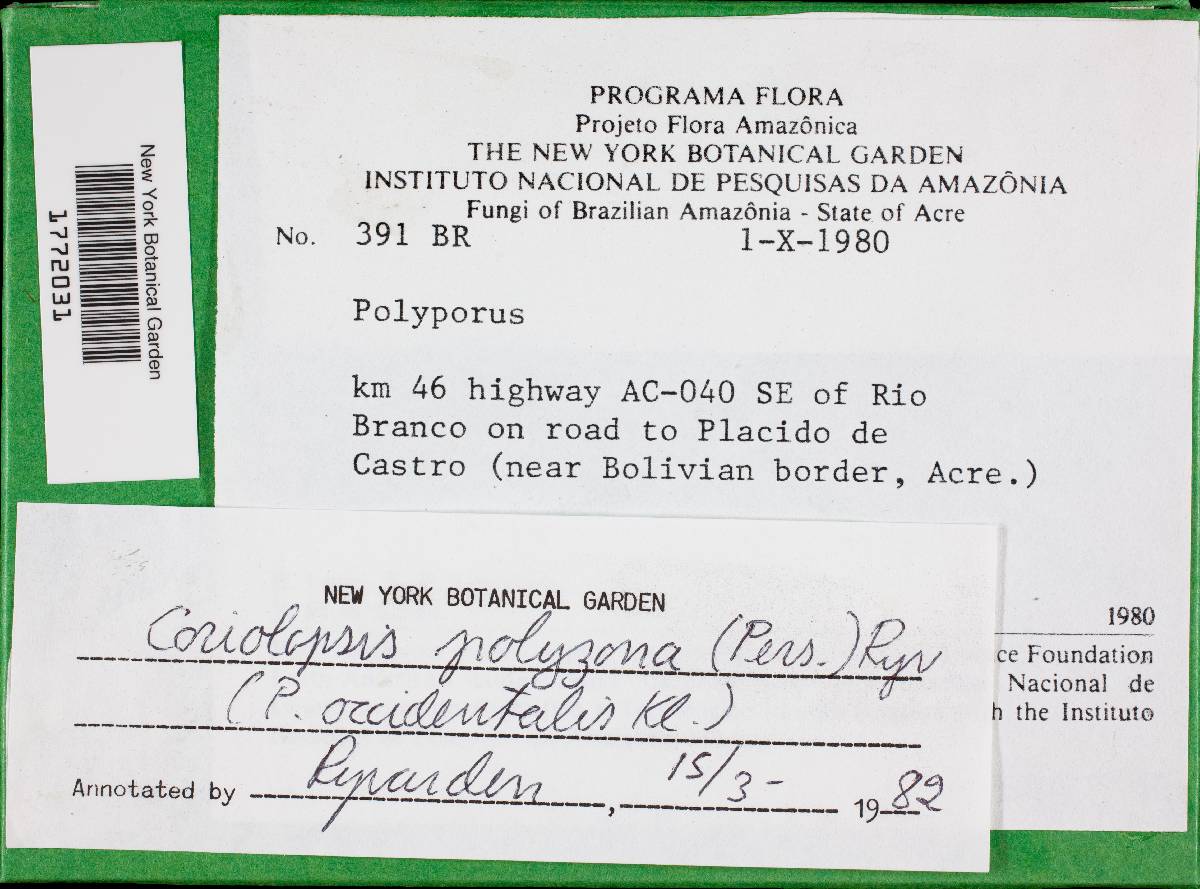 Funalia polyzona image