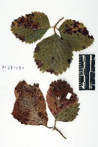 Phomopsis obscurans image