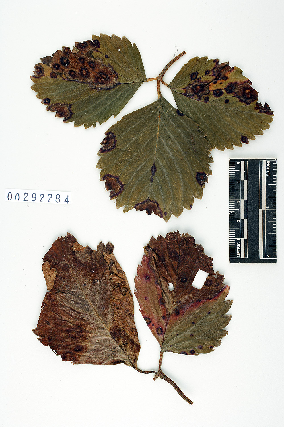 Phomopsis obscurans image