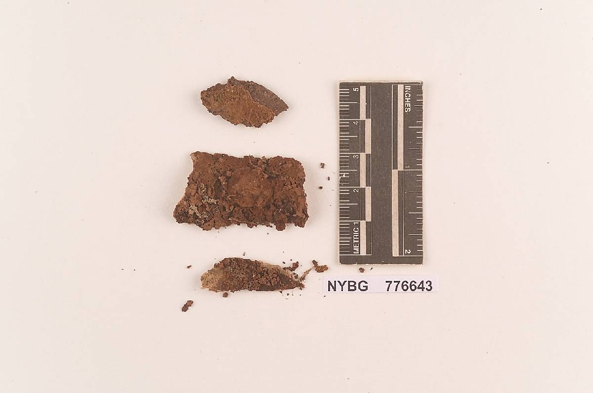 Septobasidium cinnamomeum image