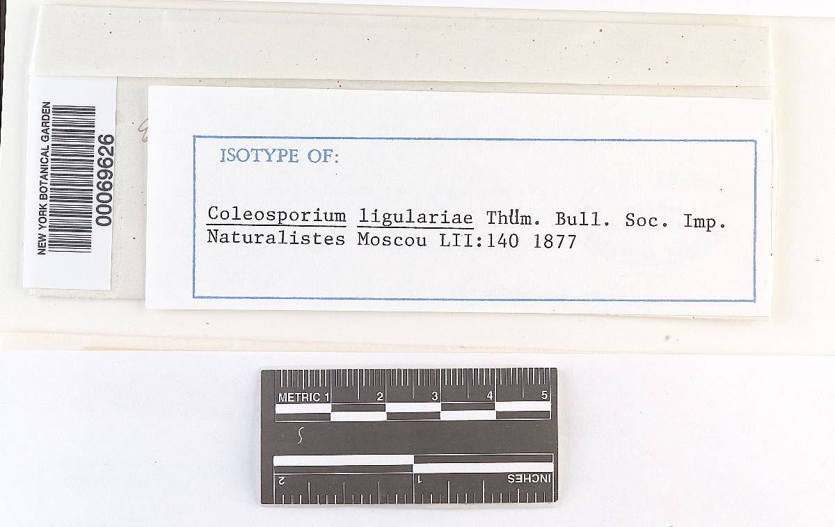 Coleosporium ligulariae image