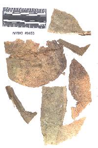 Coleosporium safianoffianum image