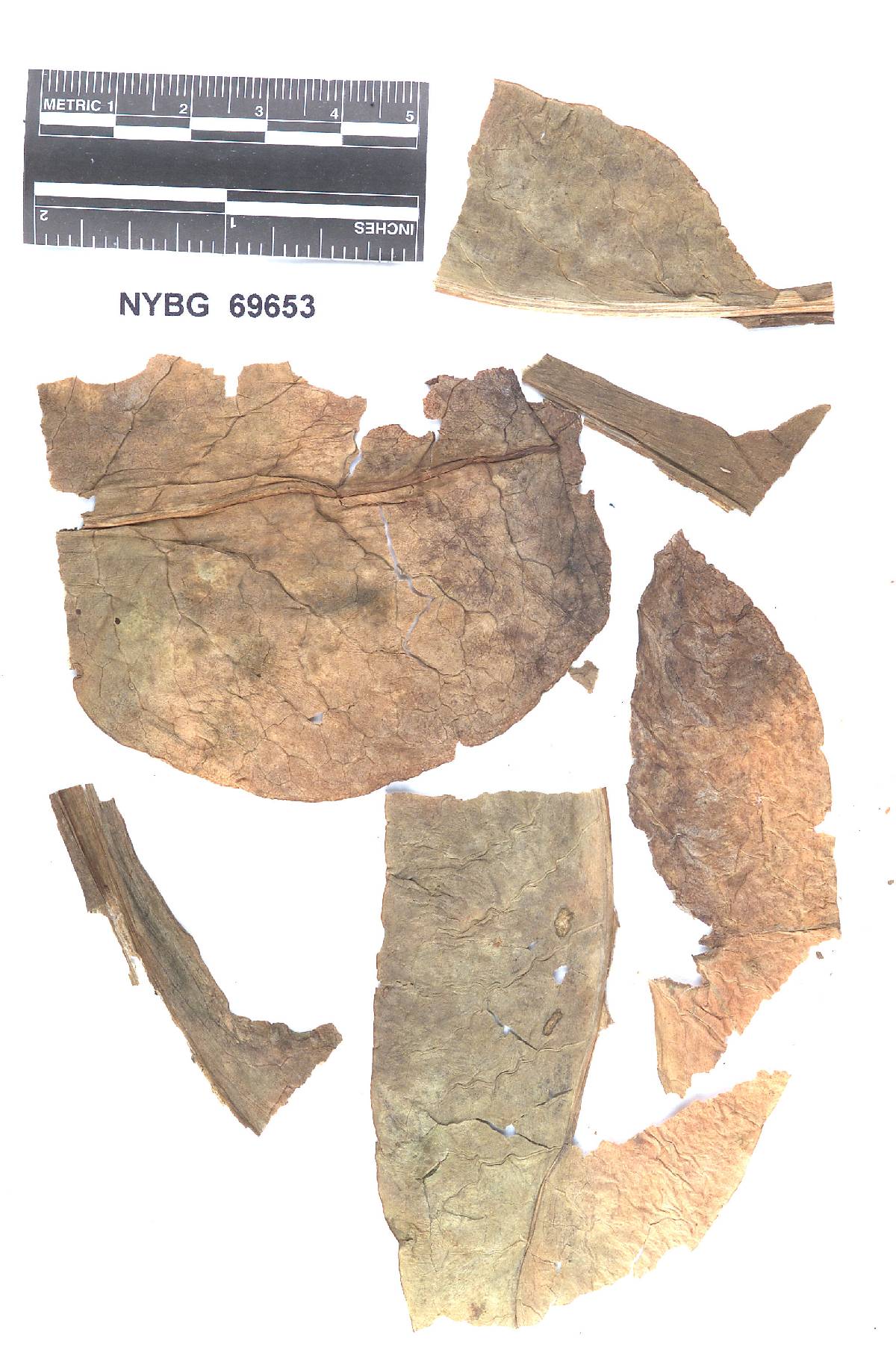 Coleosporium safianoffianum image