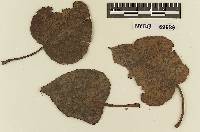 Melampsora balsamiferae image