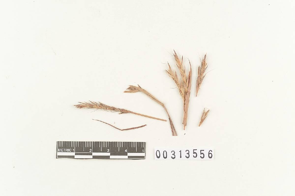 Ustilago andropogonis image