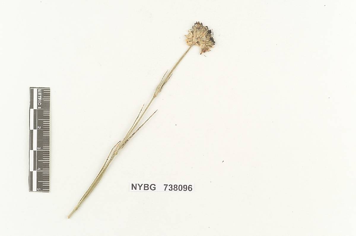 Ustilago arenariae image
