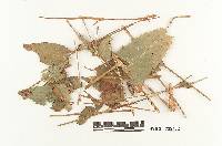 Microbotryum dehiscens image