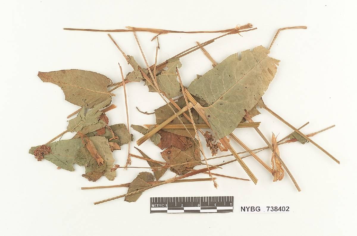 Microbotryum dehiscens image